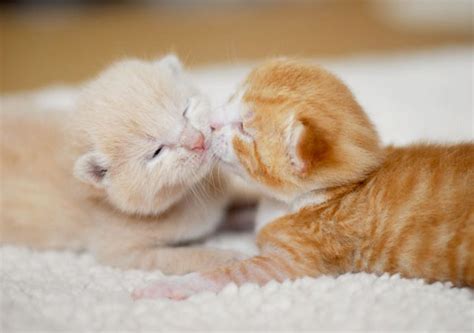 An Adorable Gallery Of Kissing Cats