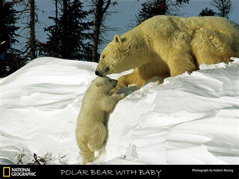 Polar Bear Funny Cool Gallery Pictures Daily News