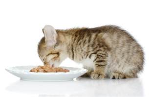 Remember that you can free feed kittens, leaving down some dry food to make sure your kitten can eat when he's hungry. Cat Feeding Guide 101 | How much & How Often To Feed A Kitten