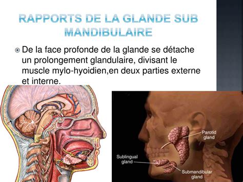 Ppt Les Glandes Salivaires Powerpoint Presentation Free Download