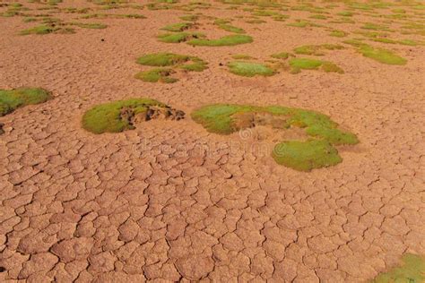 Altiplano Landscape Arid Soil With Green Moss Stock Image Image Of