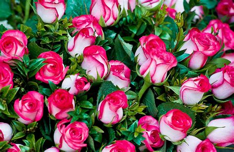 HD Desktop壁纸花卉 玫瑰 叶 花束 芽 不同 不同的下载免费图片57793