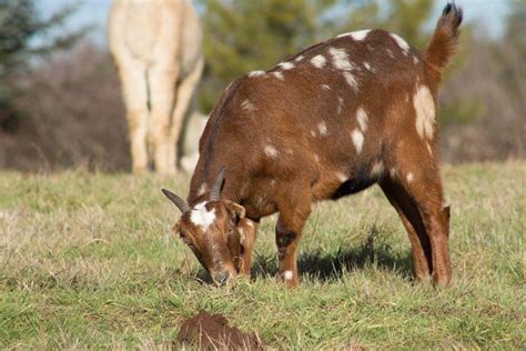 Lamancha Goat Care Temperament Habitat And Traits With Pictures