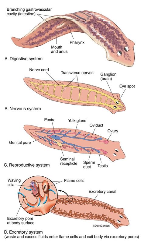Flatworm Planarian Anatomy Photo Zoology Biology Lessons Biology