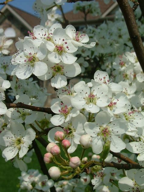 Spring flowering trees like flowering plum, crabapple, dogwood, redbud, magnolia, and flowering cherry trees what are the best dwarf flowering trees? Jack Dwarf Flowering Pear - A mini-me size tree, but it ...