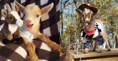 The Goats Of Anarchy Instagram Feed Might Be The Most Adorable Thing