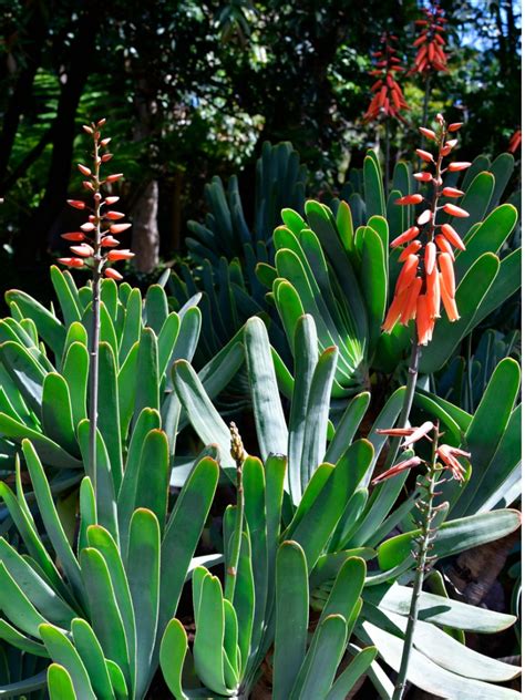 See full list on gardenguides.com Fan Aloe Plicatilis Info: Tips For Growing Fan Aloe