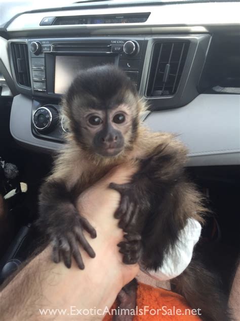 [最新] baby capuchin monkey monkey for sale $100 165324