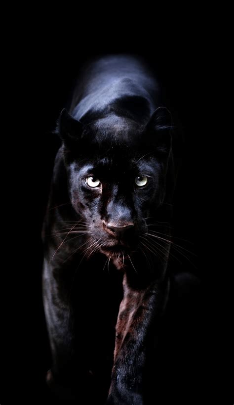 Panther Animal Wallpapers Top Free Panther Animal Backgrounds