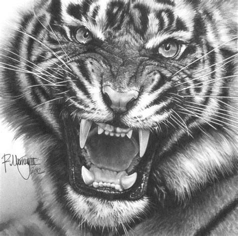 Tiger Pencil Tiger Art Tiger Drawing Pencil Drawings