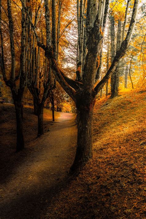 Path Into Autumn Forest Tree Landscape Nature Landscapes I Love