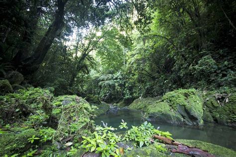 12 in costa rica, speed bumps are called son muertos, or dead persons. Internship in the rain forest of Costa Rica - Study the ...