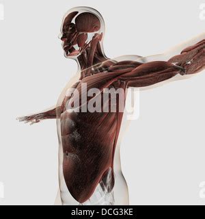 Illustration of the muscular system in the male anatomy. Labeled from