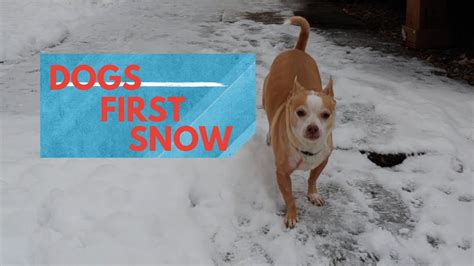 Dogs First Snow Day Youtube