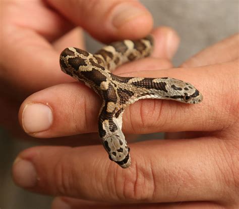 Two-headed snake found in Waco - Houston Chronicle