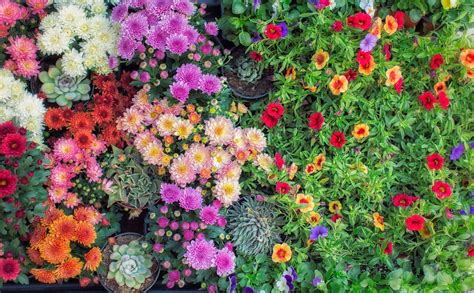 30 Best Fall Flowers For An Autumn Garden Digmydog Design