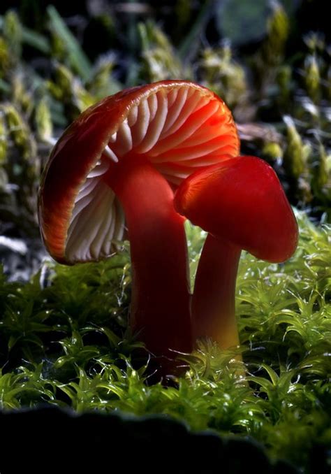 Memorable And Minute Mushroom Photography - Bored Art