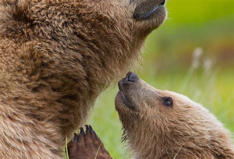 Special Bond Between Mama Bear And Cub Wildlife Photography Coaching By Tin Man Lee