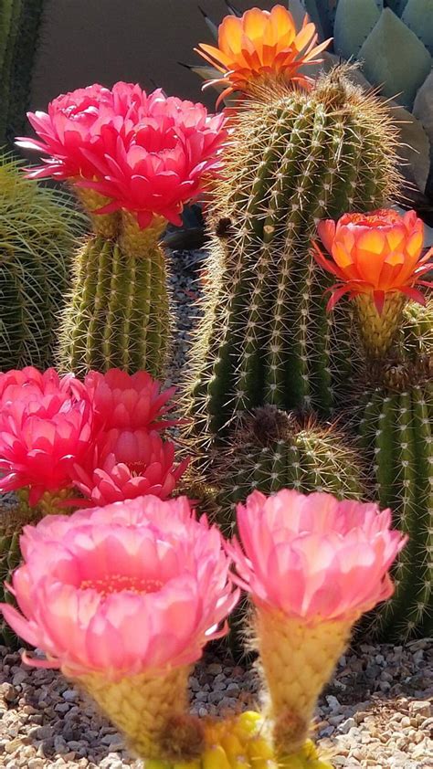 Cacti Cactus Flower Flowers Nature Hd Phone Wallpaper Peakpx