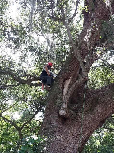 Tree Risk Assessment Lippi Consulting Arborists