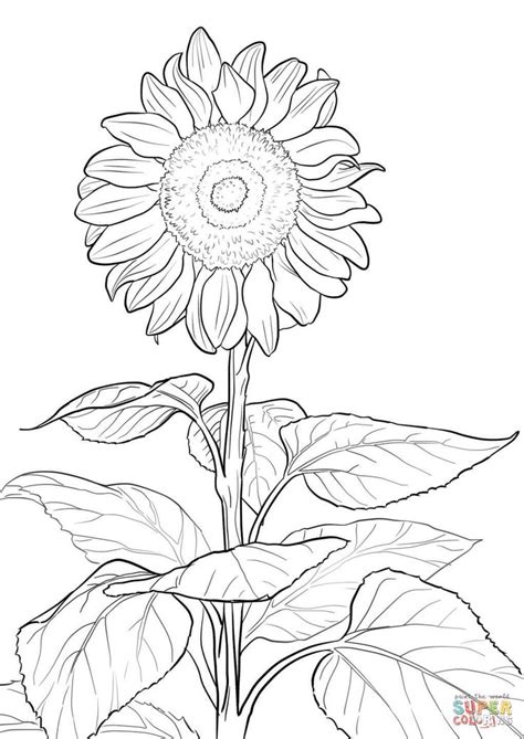 I think they make everyone happy and when sunflower season arrives, there's nothing more exciting for kids (and adults!) than to watch their flowers grow tall and bloom proudly. Sunflower | Super Coloring | Páginas para colorear de ...