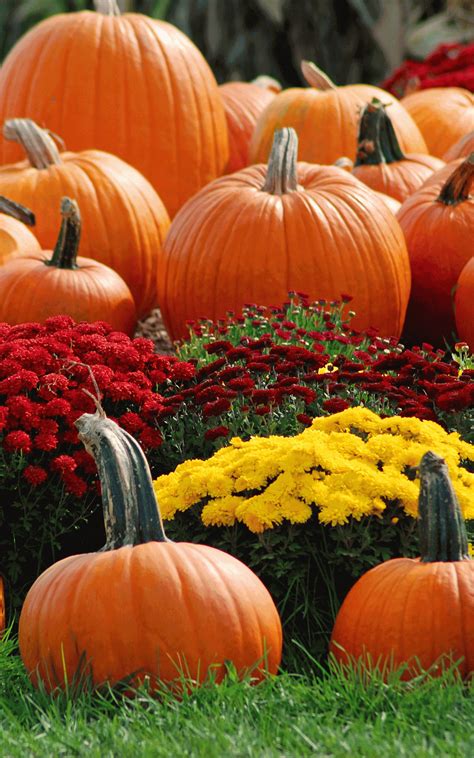 Free Download Viewing Gallery For Fall Scenery With Pumpkins 3872x2592