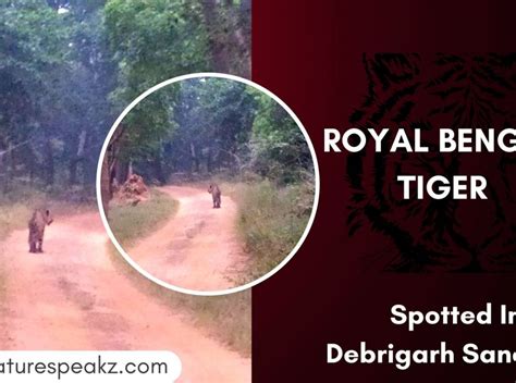 Royal Bengal Tiger Spotted In Debrigarh Sanctuary Odisha