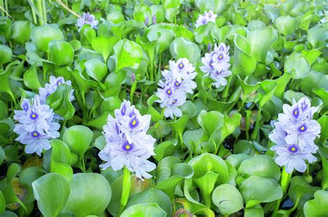 Eichhornia crassipes or water hyacinth flowers Photograph by Juan Aunion
