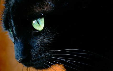 Чёрный кот с зелёными глазами крупным планом обои для рабочего стола