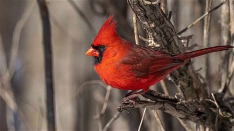 Cardinal Bird Call Free Sound Effects Animal Sounds Youtube