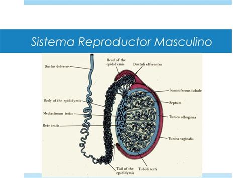 Curso Histologia 18 Sistema Reproductor Masculino