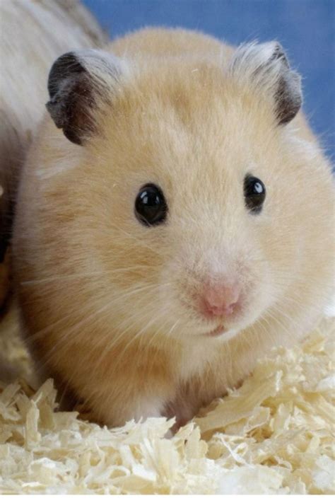 18 Best Teddy Bear Hamsters Images On Pinterest