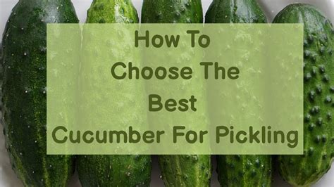 Picking The Best Types Of Cucumbers For Pickling Pickle Wiki