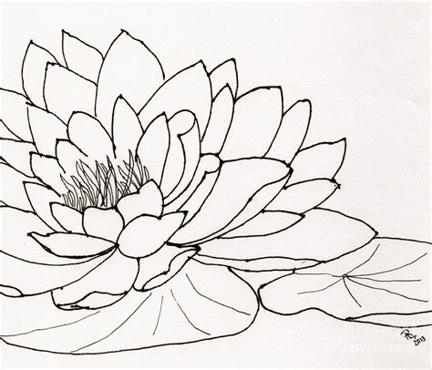 Water Lily Line Drawing Drawing By Anita Lewis