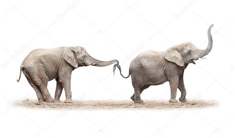 Two Elephants Have A Fun Stock Photo By ©vladvitek 65960635