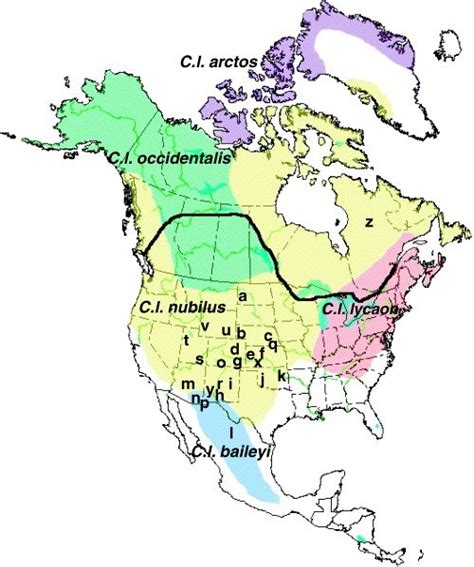 Historic Distribution Of The Grey Wolf Canis Lupus In North America
