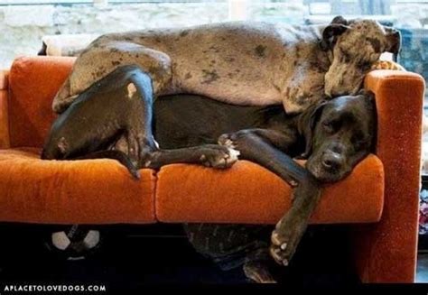 Here Are 15 Dogs Sleeping In Unusual Places Or Positions
