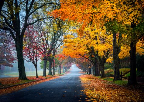 Trees Path Road Nature Fall Leaves Autumn Splendor Autumn