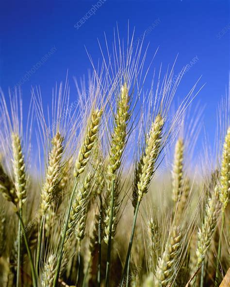 Ears Of Wheat Stock Image C0069980 Science Photo Library