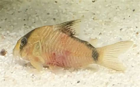 Red Blotch Disease Corydoras Causes Prevention And Treatment