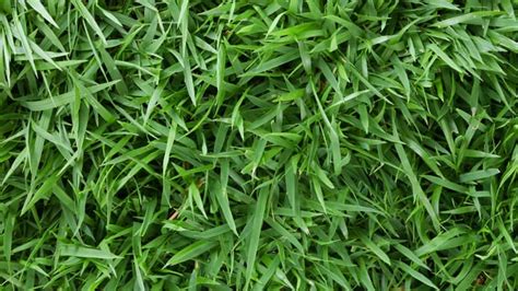Grass Identification Guide Do You Know Your Grass Type LawnStar