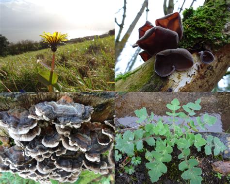 Wild Foods You Can Forage In January The Foraging Foodie