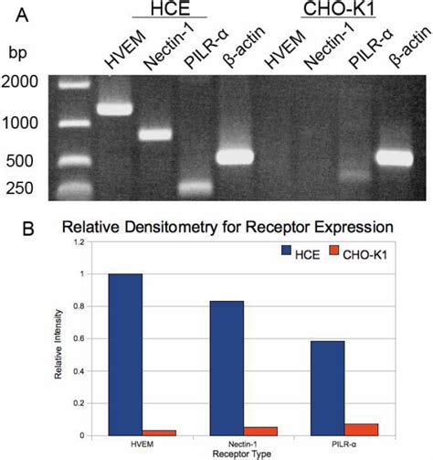 Quantitative RTPCR Analysis For Entry Receptor Expression Total RNA Download Scientific