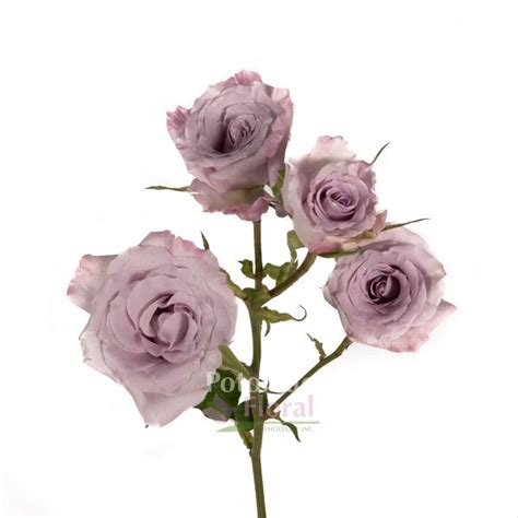 Little Silver Shadow Spray Rose Light Lavender Potomac Floral