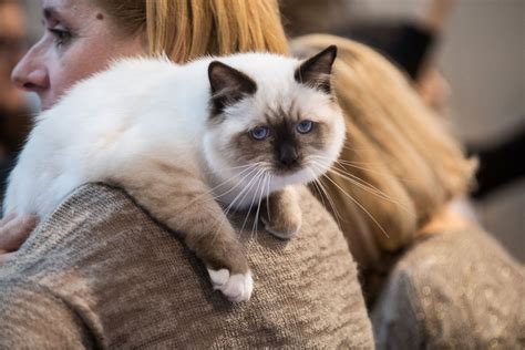 Continue to 9 of 13 below. Prize-winning Purr-fection at the 2014 Super Cat Show ...