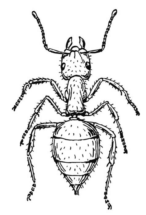 Fire ants are found in the southern u.s. Powerful Bull Ant Coloring Page : Coloring Sky