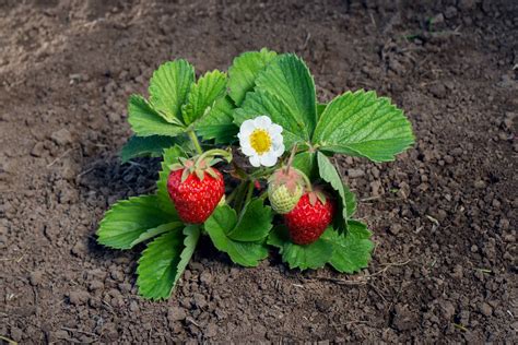 A Guide To Strawberry Flowers Workshopedia