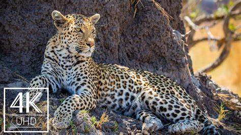 Incredible Wildlife And Landscape Photography Of Africa 4k Wallpapers
