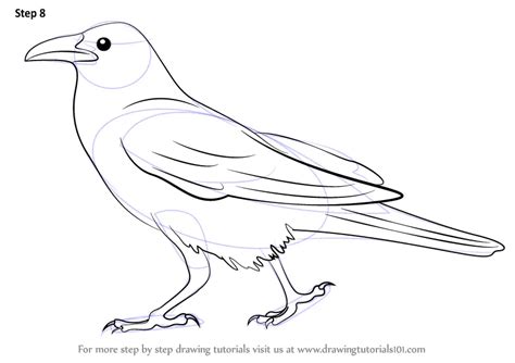 Learn How To Draw A Crow Birds Step By Step Drawing Tutorials