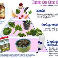 Guinea pigs should have guinea pigs enjoy variety and appreciate the addition of fresh food in their diet several times each body condition score. Pin on Best Guinea Pig Board